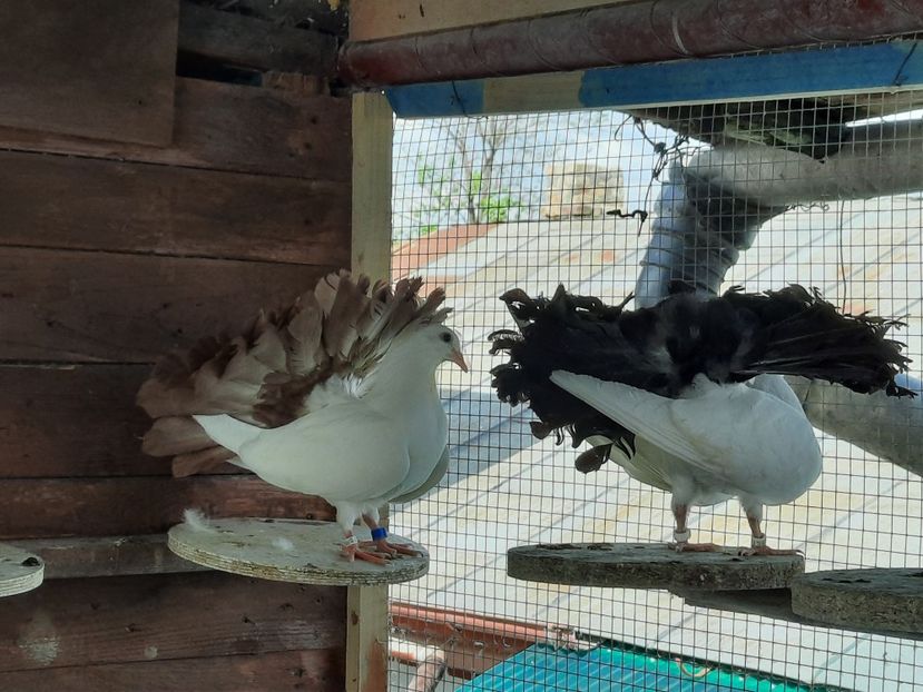  - Voltati albi cu coada neagra și rosie