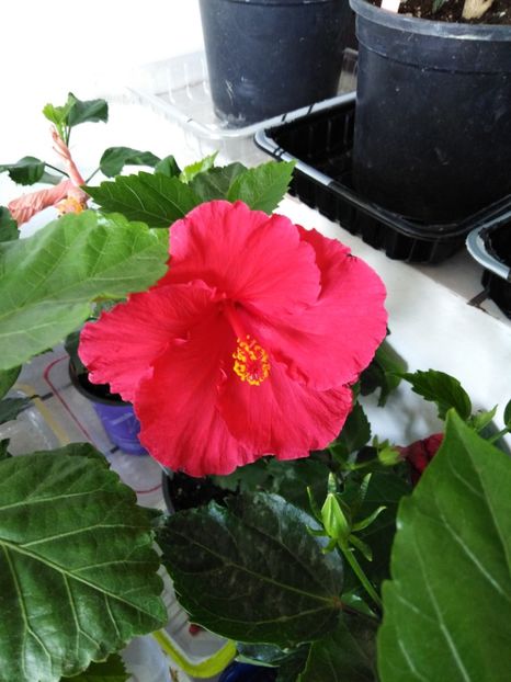  - HIBISCUS 2021