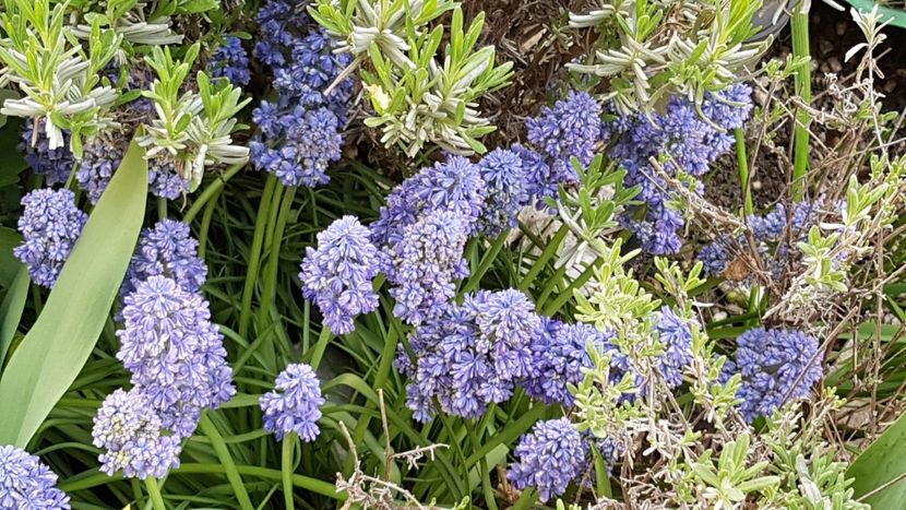 Muscari Blue sky - Mai 2021