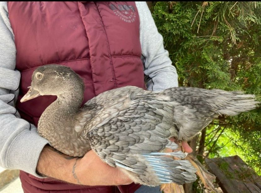  - Bomboane asortate 2021