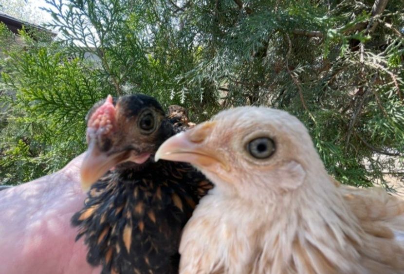  - Tineret sebright 2021