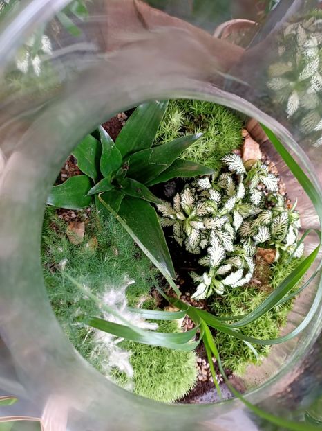 Mini terrarium - A -Magazin