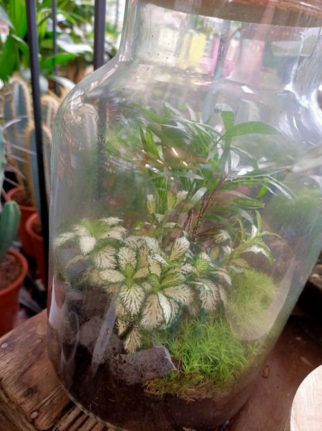 Mini terrarium - A -Magazin