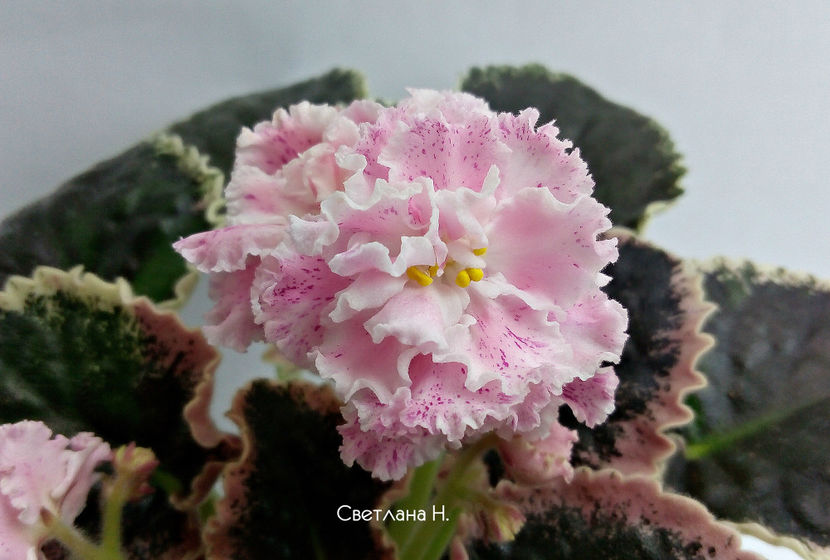 poza net - LE Elegans