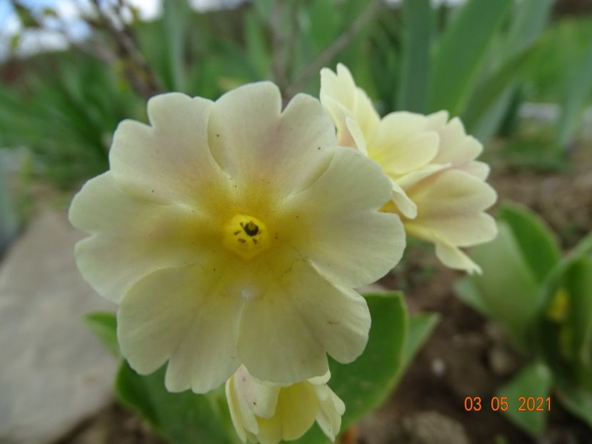 primula pubescens - Stancarie 2021