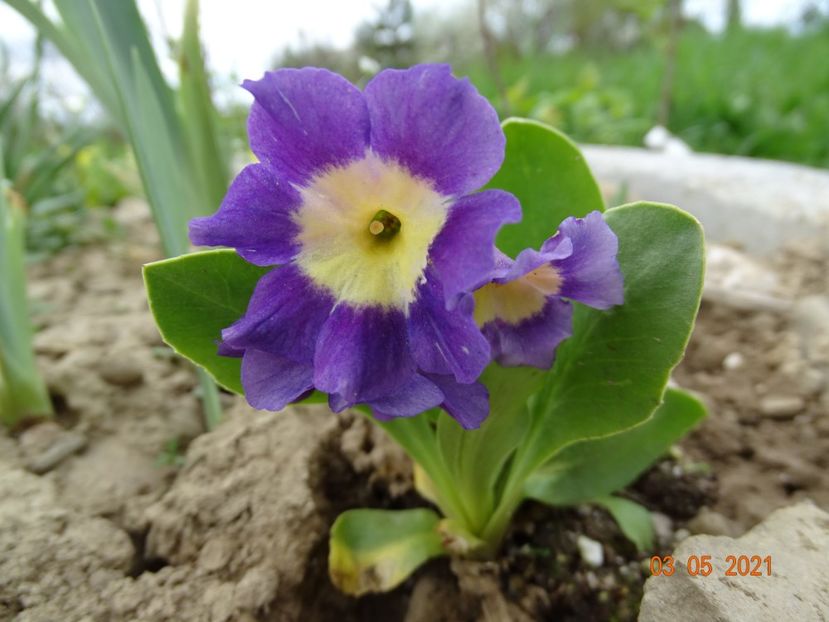 primula pubescens - Stancarie 2021