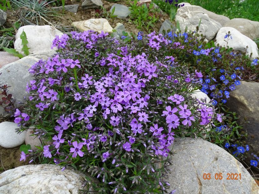phlox subulata Purple Beauty - Stancarie 2021