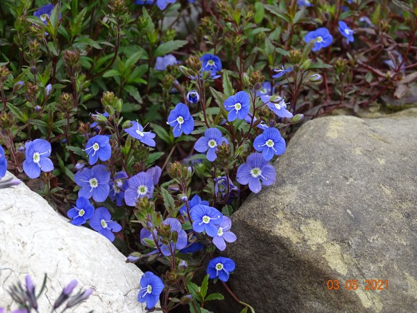 veronica Georgia Blue - Stancarie 2021