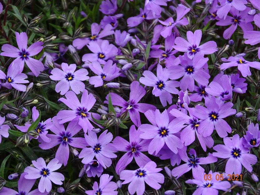 phlox subulata Purple Beauty - Stancarie 2021