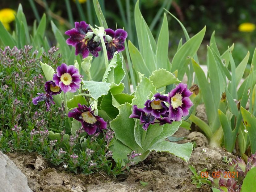primula pubescens - Stancarie 2021