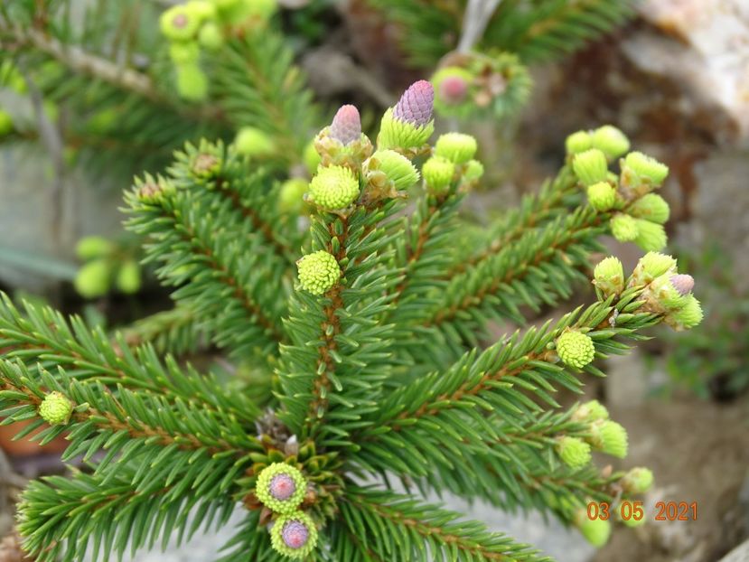 picea abies Pusch - Stancarie 2021