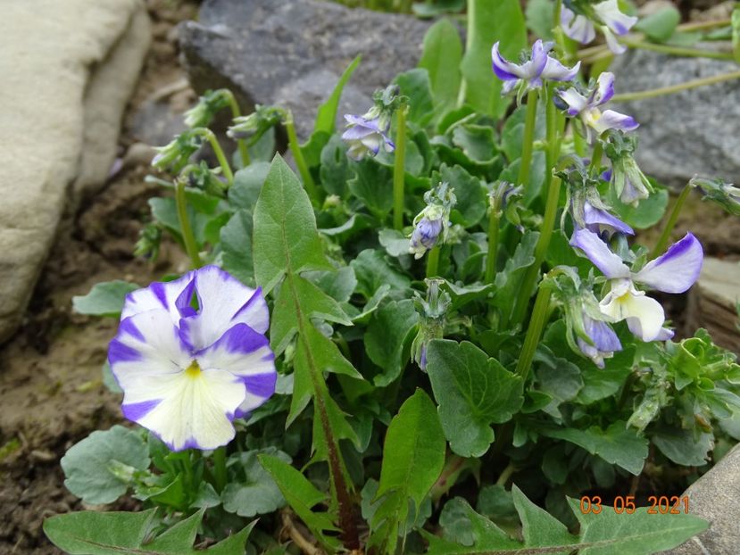 viola Rebecca Cawthorn - Stancarie 2021