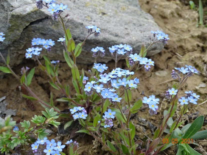 myosotis alpestris - Stancarie 2021