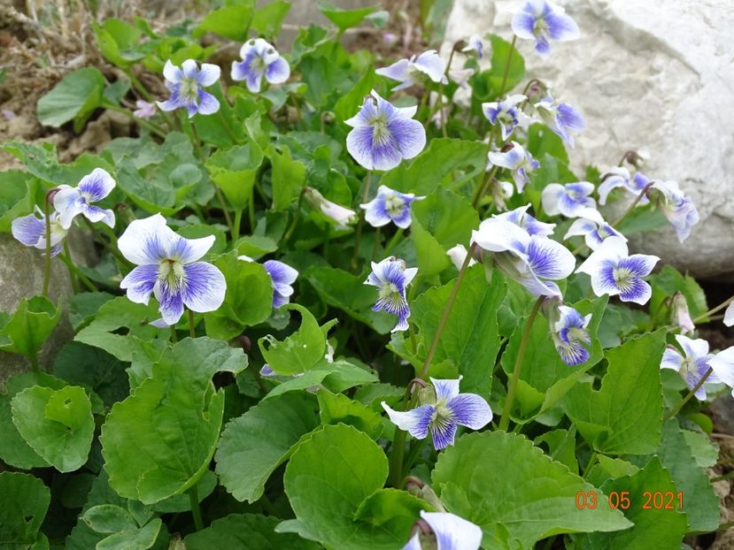 viola Hungarian Beauty - Stancarie 2021