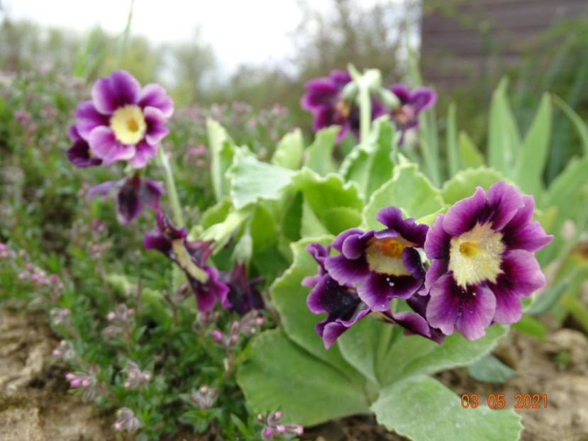 primula pubescens - Stancarie 2021