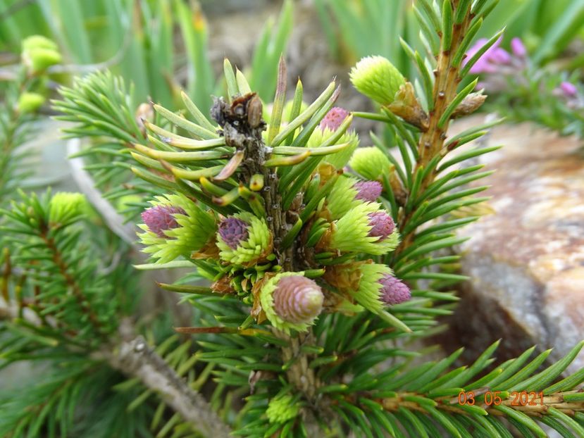 picea abies Pusch - Stancarie 2021