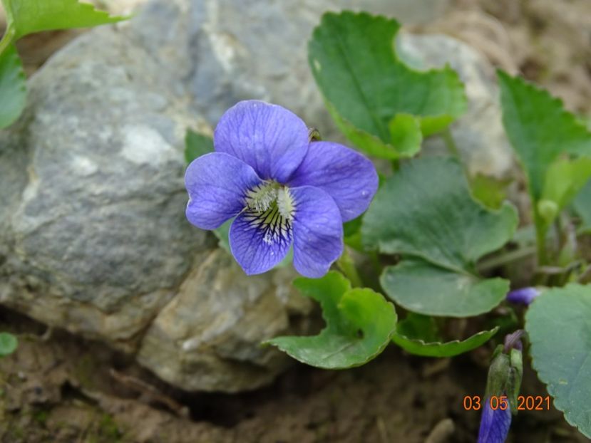 viola spontana - Stancarie 2021