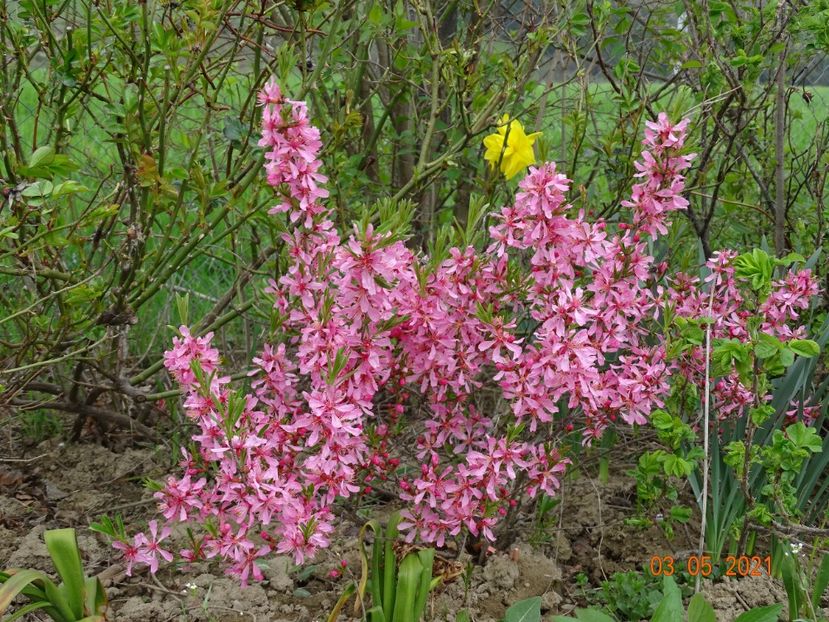 prunus tenella Fire Hill - z-Dobarland 2021