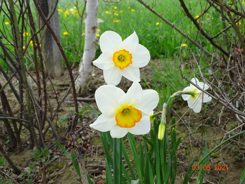 narcise Flower Record - z-Dobarland 2021