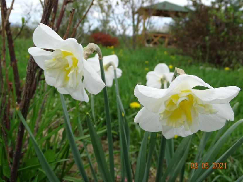narcise Lemon Beauty - z-Dobarland 2021