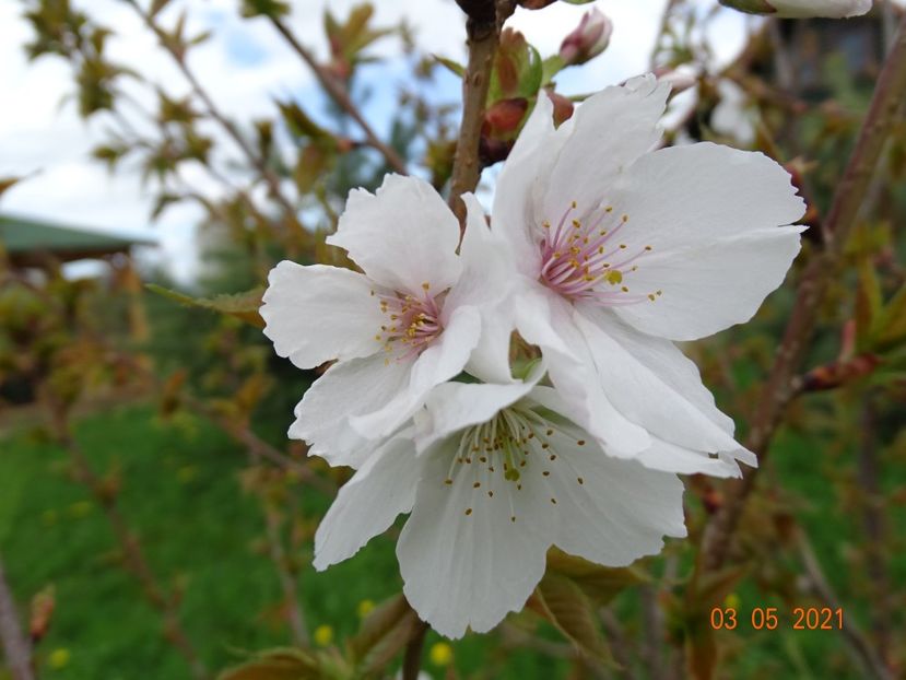 prunus Tai Haku - z-Dobarland 2021