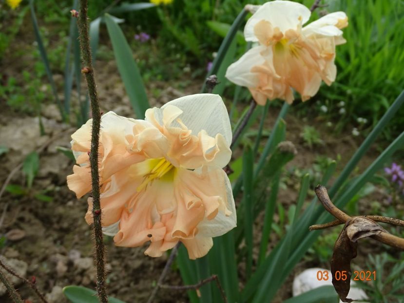 narcise Apricot Whirl - z-Dobarland 2021