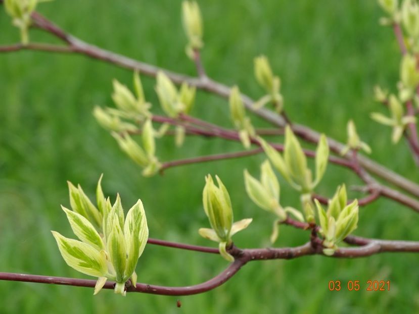 cornus controversa Variegata - z-Dobarland 2021
