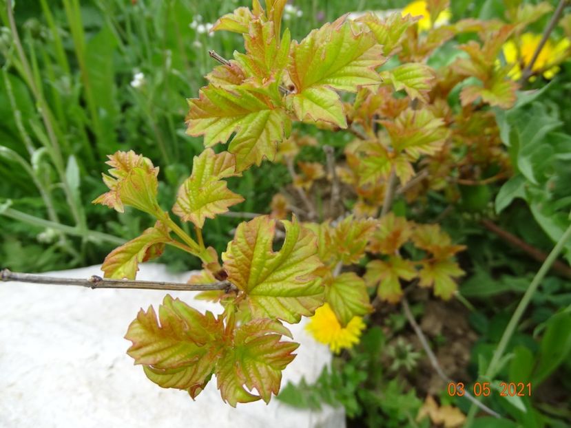 viburnum opulus Harvest Gold - z-Dobarland 2021