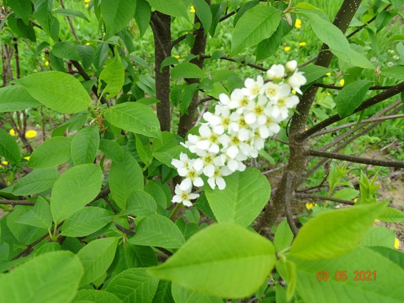 prunus padus - z-Dobarland 2021