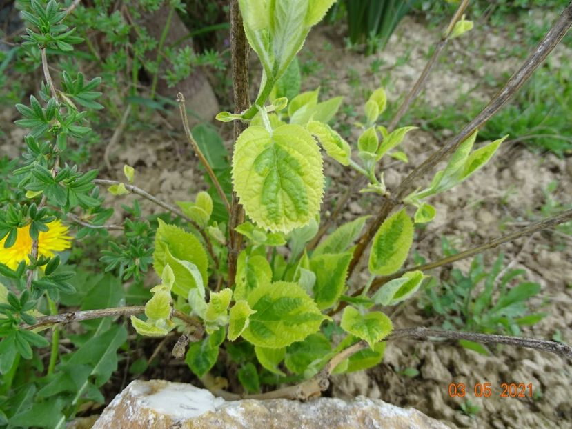 hydrangea arb. Golden Annabell - z-Dobarland 2021
