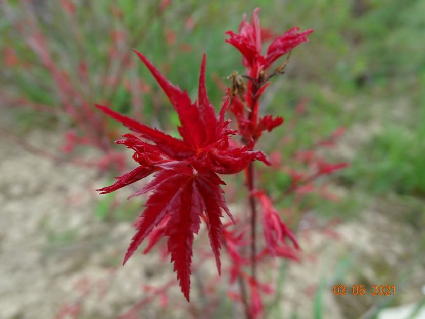 acer palm. Beni Maiko - z-Dobarland 2021