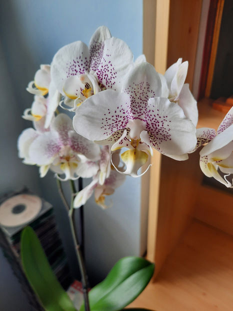  - orhidee 33 Kaufland Dej mar 2021