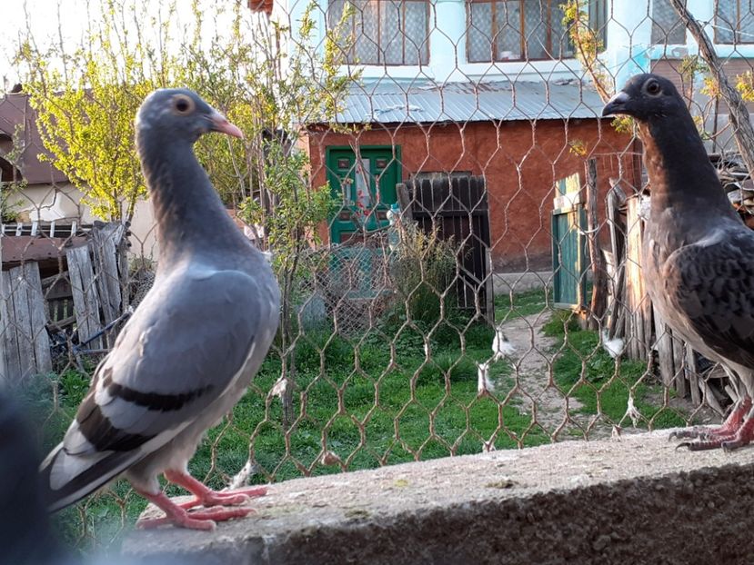  - Pui 2017-2018 -2019-2020 -2021-matca-doici-vind aproape tot lotul