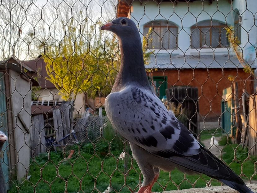  - Pui 2017-2018 -2019-2020 -2021-matca-doici-vind aproape tot lotul