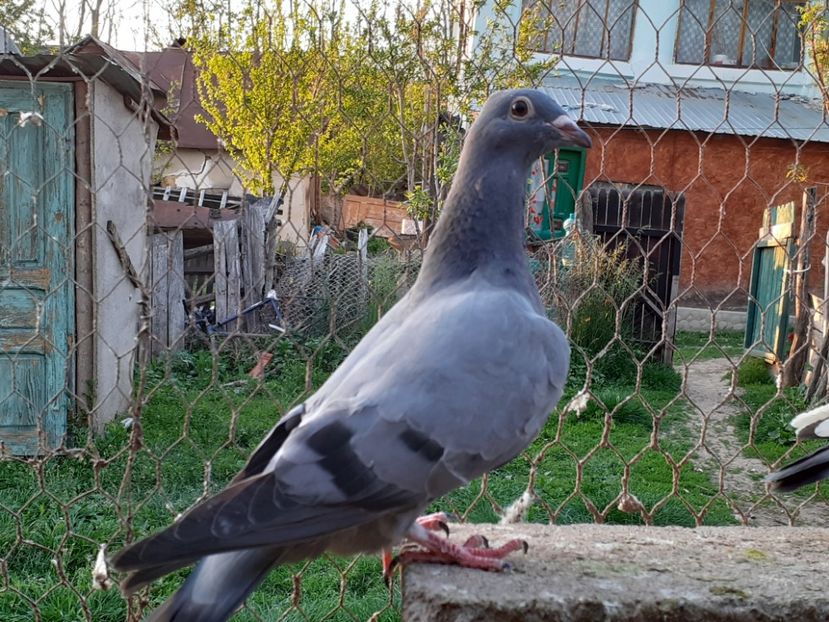  - Pui 2017-2018 -2019-2020 -2021-matca-doici-vind aproape tot lotul