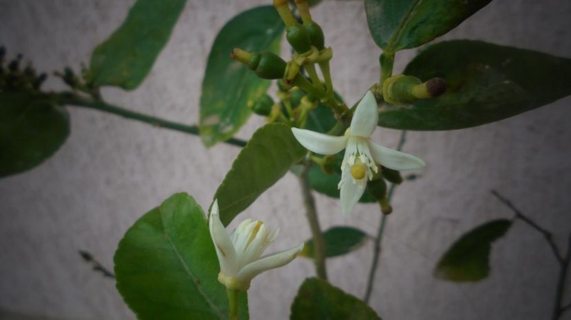 Lamai - Sclipiri 2021