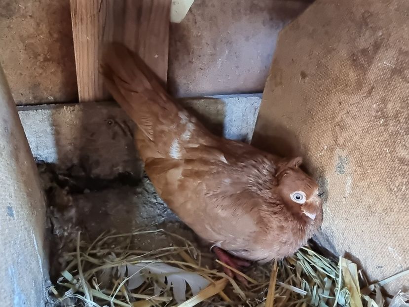  - 8-Jucatorii de Ardeal vechi