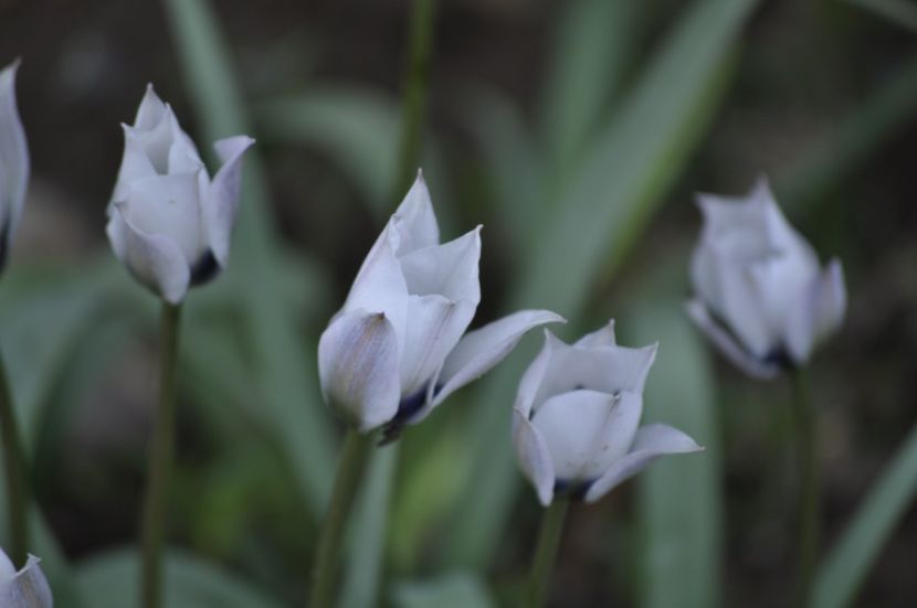 _DSC0730 - PRIMAVARA 2021