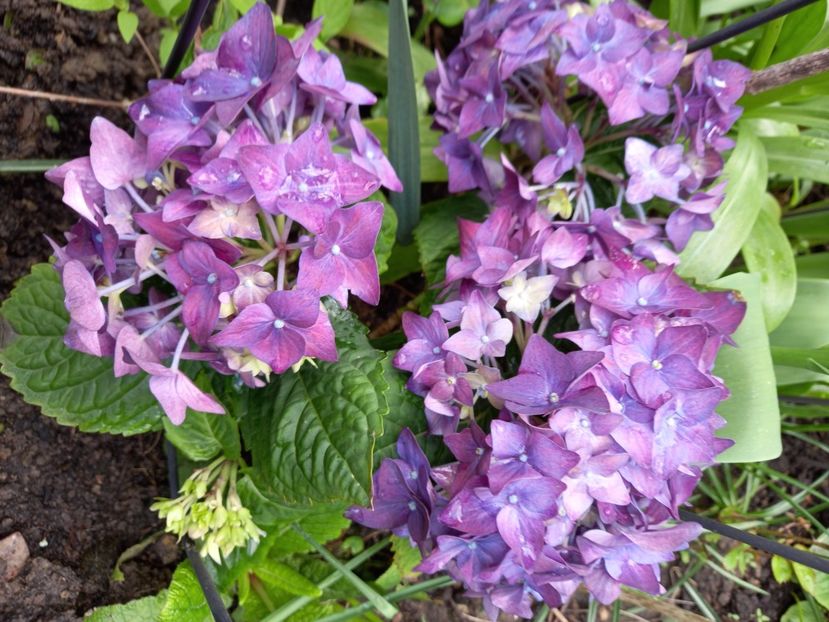  - Grădina 2021 continuare 1