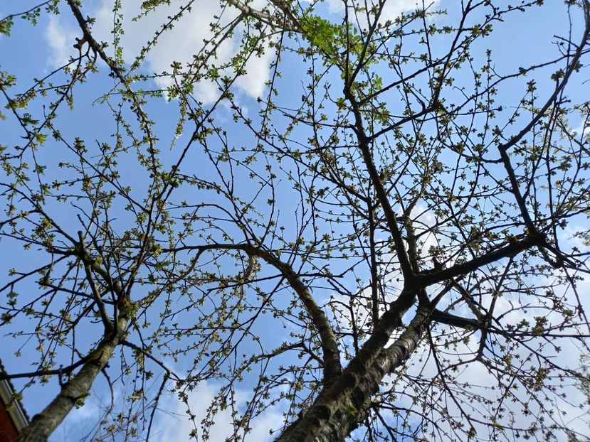  - Grădina 2021 continuare 1