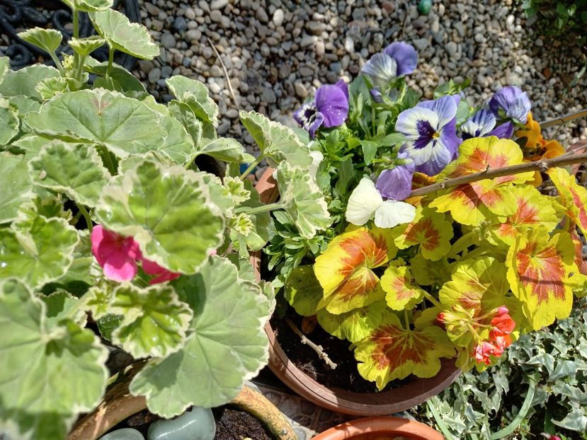  - Grădina 2021 continuare 1