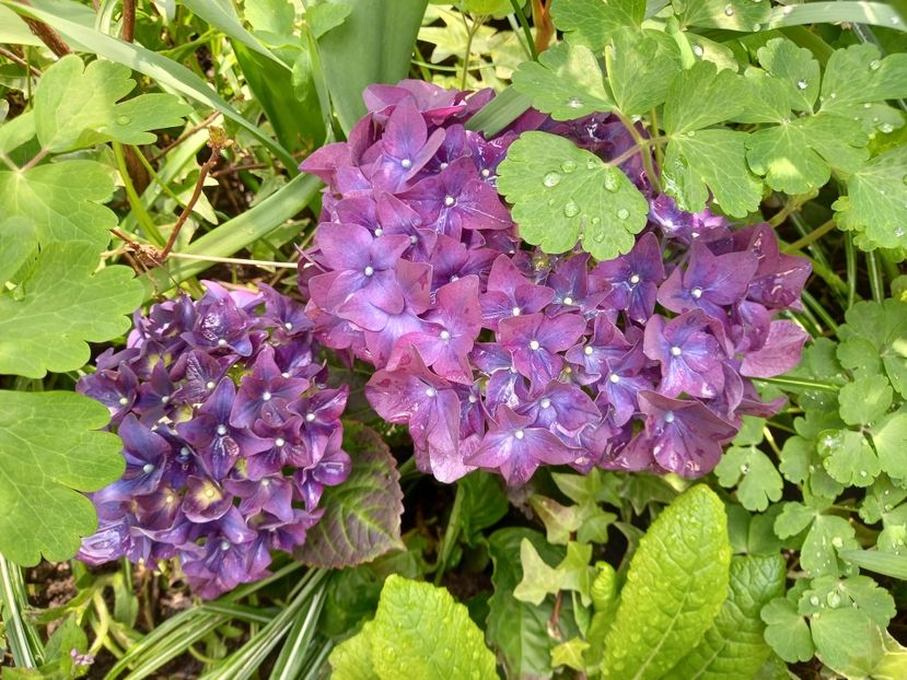  - Grădina 2021 continuare 1