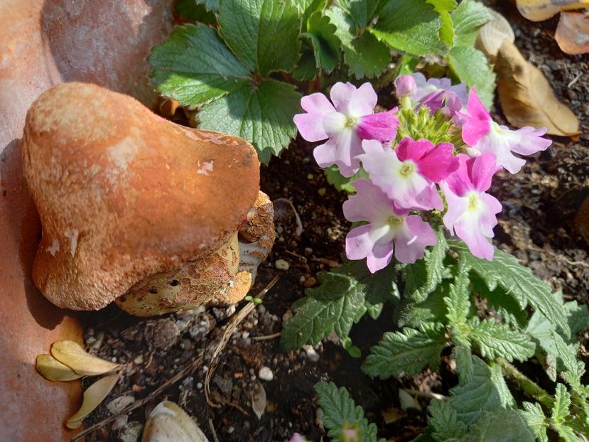  - Grădina 2021 continuare 1