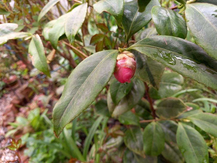  - Grădina 2021 continuare 1