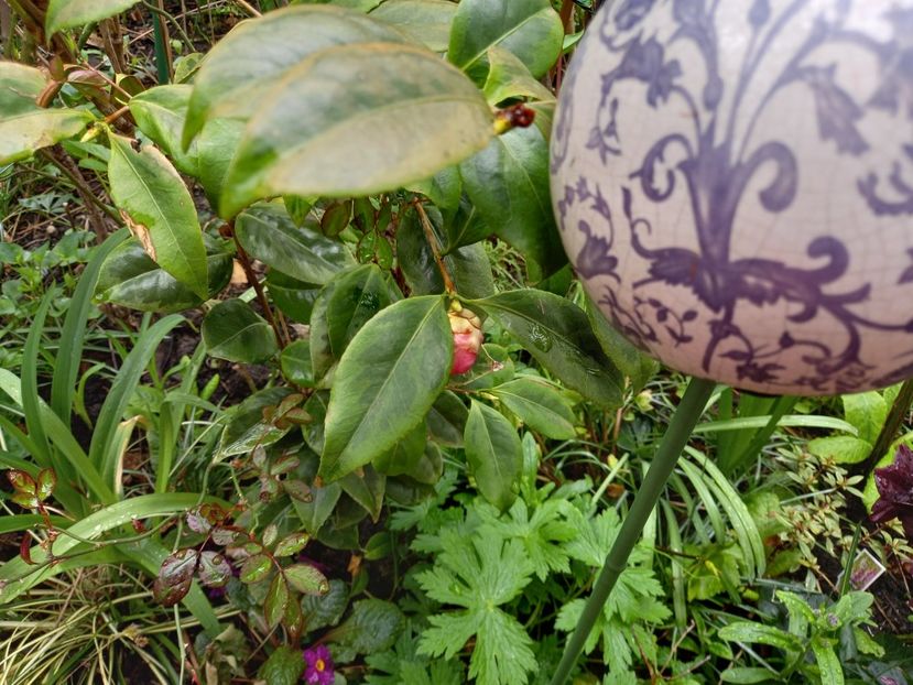  - Grădina 2021 continuare 1