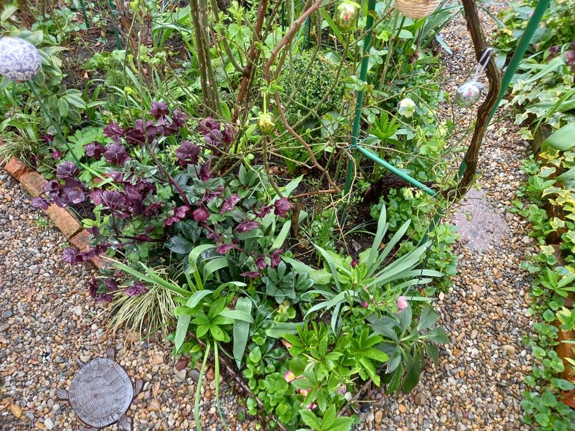  - Grădina 2021 continuare 1