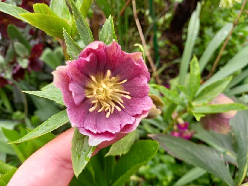  - Grădina 2021 continuare 1