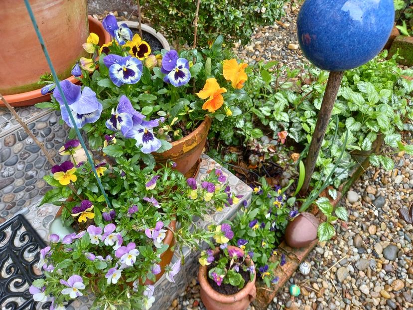  - Grădina 2021 continuare 1