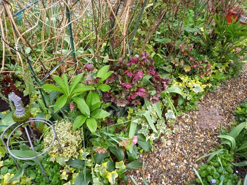  - Grădina 2021 continuare 1