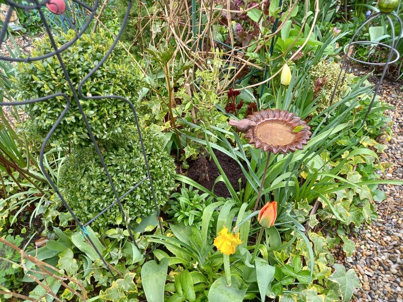  - Grădina 2021 continuare 1